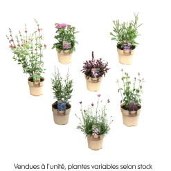 Plante vivace résistante - Pot 1,6L