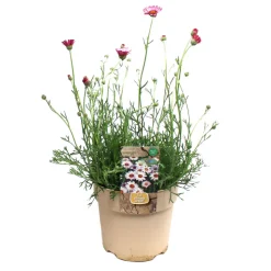 Plante vivace résistante - Pot 1,6L