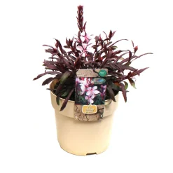 Plante vivace résistante - Pot 1,6L
