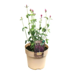 Plante vivace résistante - Pot 1,6L