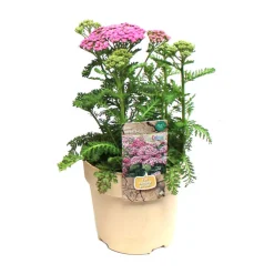Plante vivace résistante - Pot 1,6L