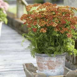 PLANTES AVENUE - Achillée millefeuille milly rock™ red/[-]pot de 3l - 20/40 cm