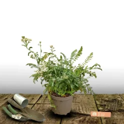 PLANTES AVENUE - Achillée millefeuille milly rock™ red/[-]pot de 3l - 20/40 cm