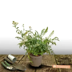 PLANTES AVENUE - Achillée millefeuille milly rock™ red/[-]pot de 3l - 20/40 cm