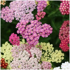 PLANTES AVENUE - Achillée millefeuille colorado/[-]lot de 5 godets