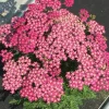 PLANTES AVENUE - Achillée millefeuille milly rock™ rose/[-]pot de 3l - 20/40 cm