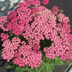 PLANTES AVENUE - Achillée millefeuille milly rock™ rose/[-]pot de 3l - 20/40 cm