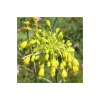 PLANTES AVENUE - Ail jaune flavum/[-]godet - 5/20 cm