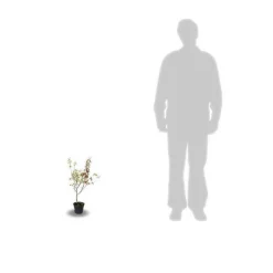 PLANTES AVENUE - Amélanchier du canada/[-]pot de 3l - 20/40 cm