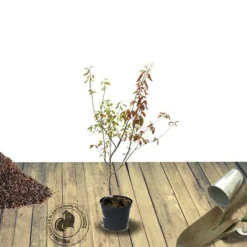 PLANTES AVENUE - Amélanchier du canada/[-]pot de 3l - 20/40 cm