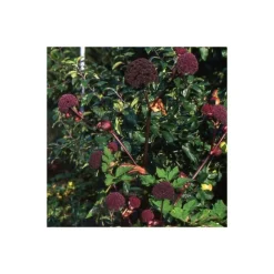 PLANTES AVENUE - Angélique rouge/[-]godet - 5/20 cm