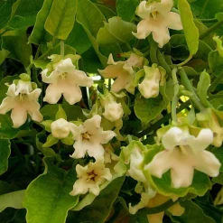 PLANTES AVENUE - Araujia sericofera alba/[-]pot de 1,5l - tuteur bambou 30/60 cm