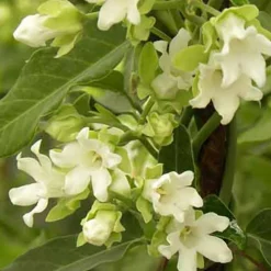 PLANTES AVENUE - Araujia sericofera alba/[-]pot de 1,5l - tuteur bambou 30/60 cm