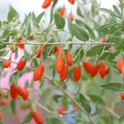 PLANTES AVENUE - Baie de goji sweet success®/[-]pot de 3l - echelle bambou 60/120 cm