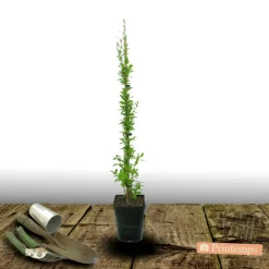 PLANTES AVENUE - Baie de goji barbarum/[-]pot de 3l - echelle bambou 60/120 cm