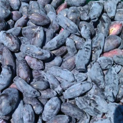 PLANTES AVENUE - Baie de mai martin/[-]godet - 5/20 cm