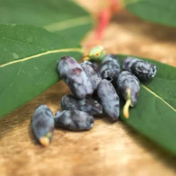 PLANTES AVENUE - Baie de mai edulis/[-]pot de 1,5l - 20/50 cm
