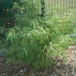 PLANTES AVENUE - Bambou non traçant/[-]pot de 3l - 20/40 cm