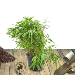 PLANTES AVENUE - Bambou non traçant/[-]pot de 3l - 20/40 cm