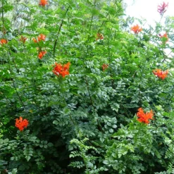 PLANTES AVENUE - Bignone du cap/[-]pot de 3l - echelle bambou 60/120 cm