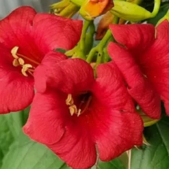 PLANTES AVENUE - Bignone ebony & red® 'mincamroug13'/[-]pot de 3l - echelle bambou 60/120 cm