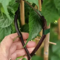 PLANTES AVENUE - Bignone ebony & red® 'mincamroug13'/[-]pot de 3l - echelle bambou 60/120 cm