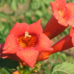 PLANTES AVENUE - Bignone tango® 'huidan'/[-]pot de 1l - 30/60 cm