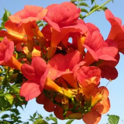 PLANTES AVENUE - Bignone x tagliabuana madame galen/[-]pot de 1,5l - tuteur bambou 30/60 cm