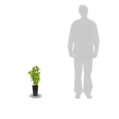 PLANTES AVENUE - Caseille josta/[-]pot de 3l - 30/60 cm