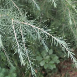 PLANTES AVENUE - Cèdre de l'himalaya feeling blue/[-]pot de 5l - 40/60 cm