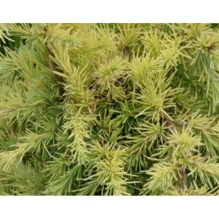 PLANTES AVENUE - Cèdre de l'himalaya lime glow/[-]pot de 3l - 40/60 cm