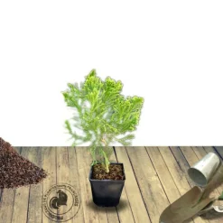 PLANTES AVENUE - Cèdre du japon cristata/[-]pot de 3l - 20/40 cm