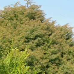 PLANTES AVENUE - Cèdre du japon elegans/[-]pot de 12l - 80/100 cm