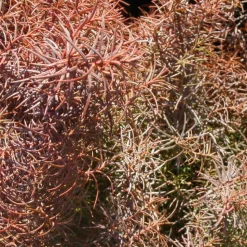 PLANTES AVENUE - Cèdre du japon elegans/[-]pot de 12l - 80/100 cm