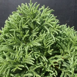 PLANTES AVENUE - Cèdre du japon globosa nana/[-]pot de 12l - 40/60 cm