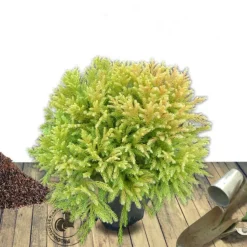 PLANTES AVENUE - Cèdre du japon globosa nana/[-]pot de 12l - 40/60 cm