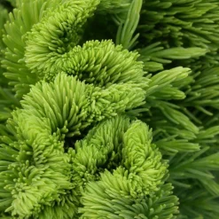 PLANTES AVENUE - Cèdre du japon cristata/[-]pot de 12l - 80/100 cm