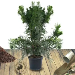 PLANTES AVENUE - Cèdre du japon cristata/[-]pot de 12l - 80/100 cm