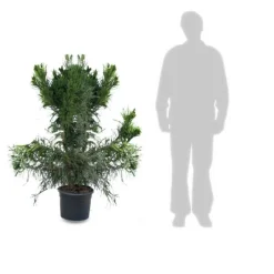 PLANTES AVENUE - Cèdre du japon cristata/[-]pot de 12l - 80/100 cm