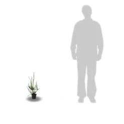 PLANTES AVENUE - Cèdre du japon araucarioides/[-]pot de 3l - 40/60 cm