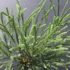 PLANTES AVENUE - Cèdre du japon araucarioides/[-]pot de 5l - 40/60 cm