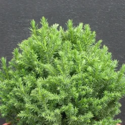 PLANTES AVENUE - Cèdre du japon little champion/[-]pot de 5l - 40/60 cm