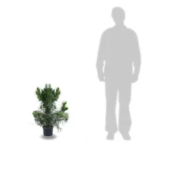 PLANTES AVENUE - Cèdre du japon cristata/[-]pot de 7,5l - 40/60 cm