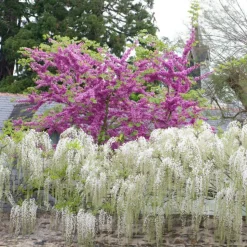 PLANTES AVENUE - Cercis, gainier silicastre, arbre de judée/[-]pot de 7,5l - 60/80 cm