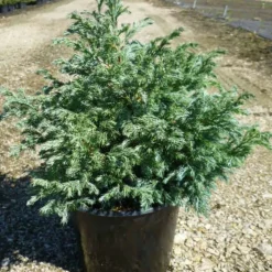 PLANTES AVENUE - Chamaecyparis pisifera 'boulevard'/[-]pot de 7,5l - 40/60 cm