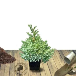 PLANTES AVENUE - Chamaecyparis pisifera 'boulevard'/[-]pot de 7,5l - 40/60 cm