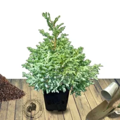 PLANTES AVENUE - Chamaecyparis pisifera 'boulevard'/[-]pot de 7,5l - 40/60 cm