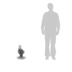 PLANTES AVENUE - Chamaecyparis pisifera 'boulevard'/[-]pot de 7,5l - 40/60 cm