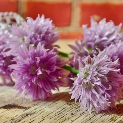 PLANTES AVENUE - Ciboulette/[-]godet - 5/20 cm