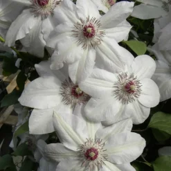 PLANTES AVENUE - Clématite miss bateman/[-]pot de 3l - echelle bambou 60/120 cm